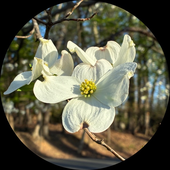mddogwood